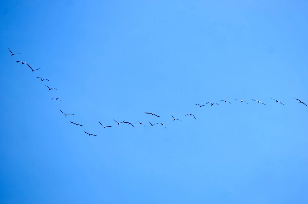 Proljeće na krilima: Iznad Požege preletjelo jato ždralova