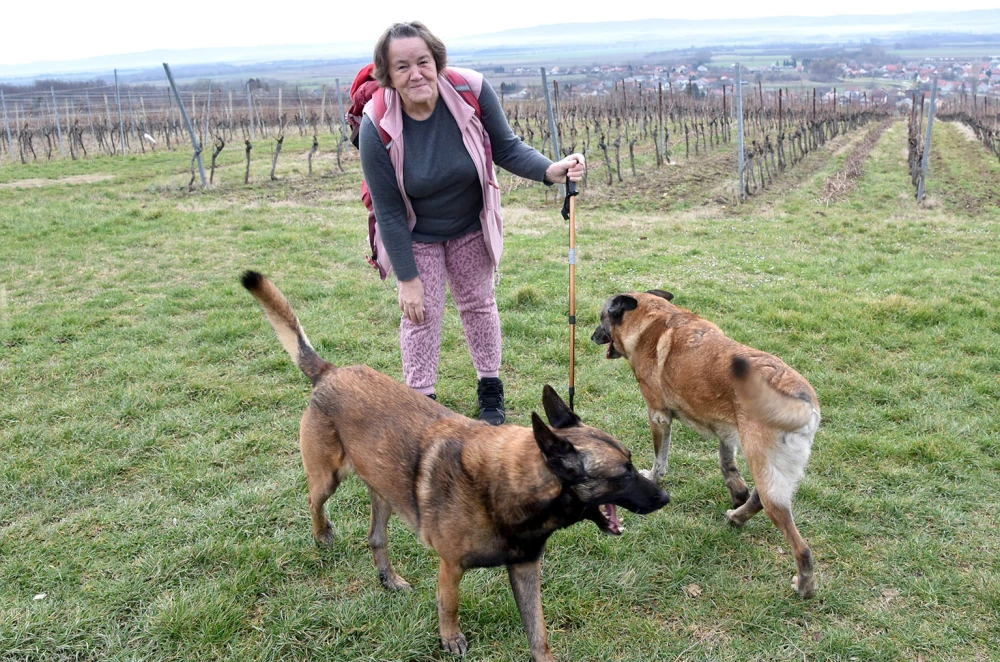 Velički jutarnji ritual: Svaki dan na stazi s Jelom Domić i njezinim belgijskim ovčarima