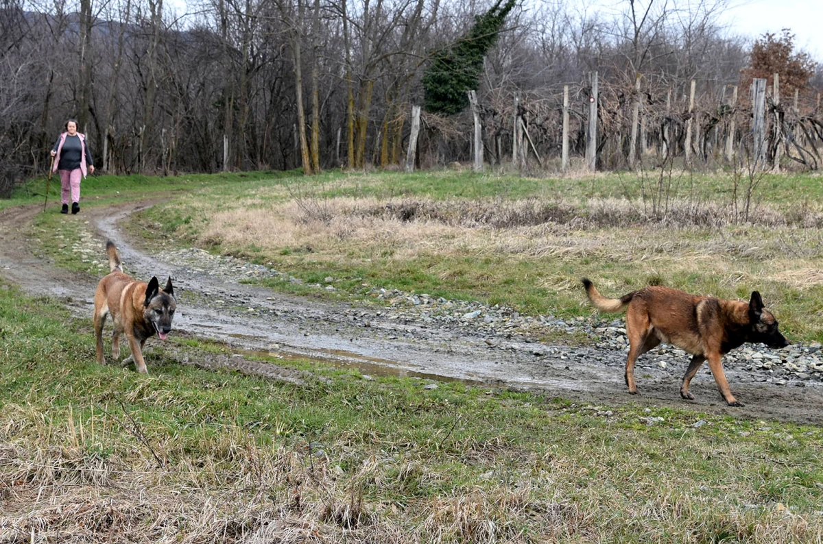 Velički jutarnji ritual: Svaki dan na stazi s Jelom Domić i njezinim belgijskim ovčarima