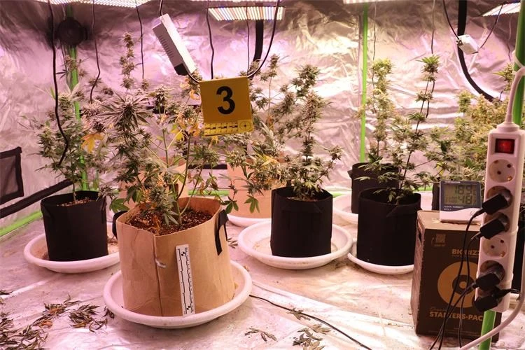 Policija otkrila laboratorij za uzgoj marihuane u Velikoj, pronađene biljke i droga