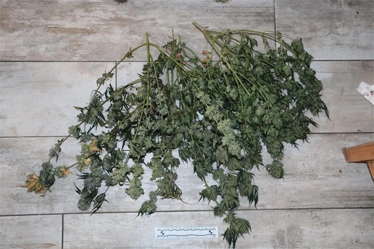 Policija otkrila laboratorij za uzgoj marihuane u Velikoj, pronađene biljke i droga