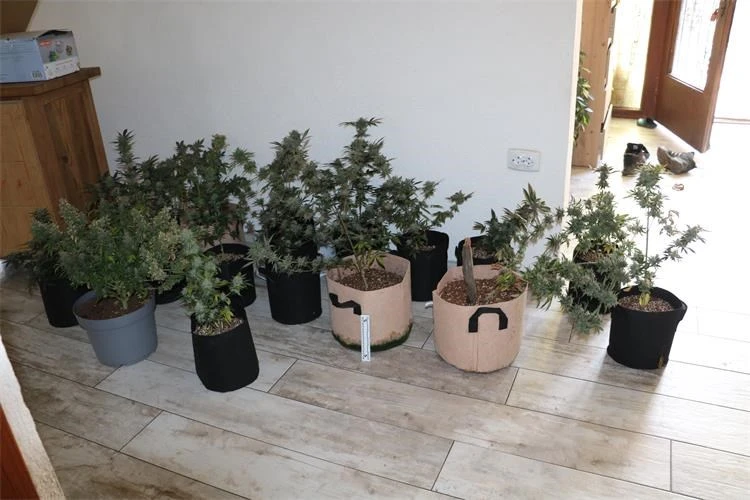 Policija otkrila laboratorij za uzgoj marihuane u Velikoj, pronađene biljke i droga