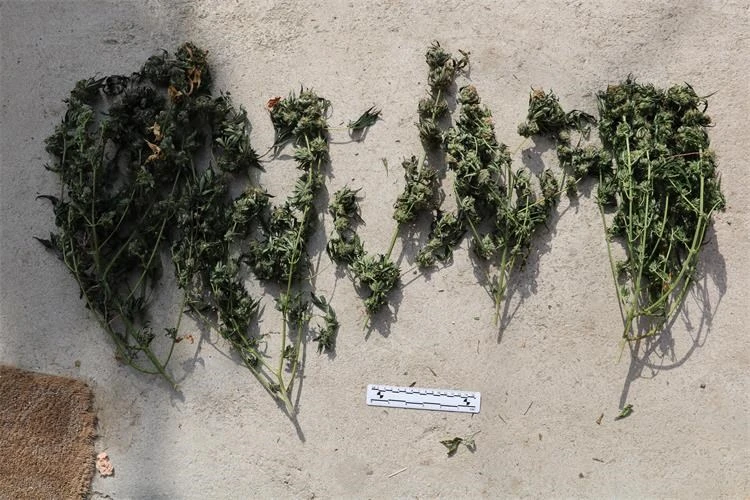 Policija otkrila laboratorij za uzgoj marihuane u Velikoj, pronađene biljke i droga