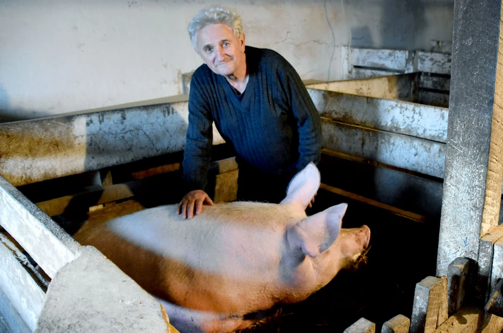 Čuvar tradicije svinojogojstva na Požeškoj gori: Ivan Franekić nastavlja običaj dug tri stoljeća