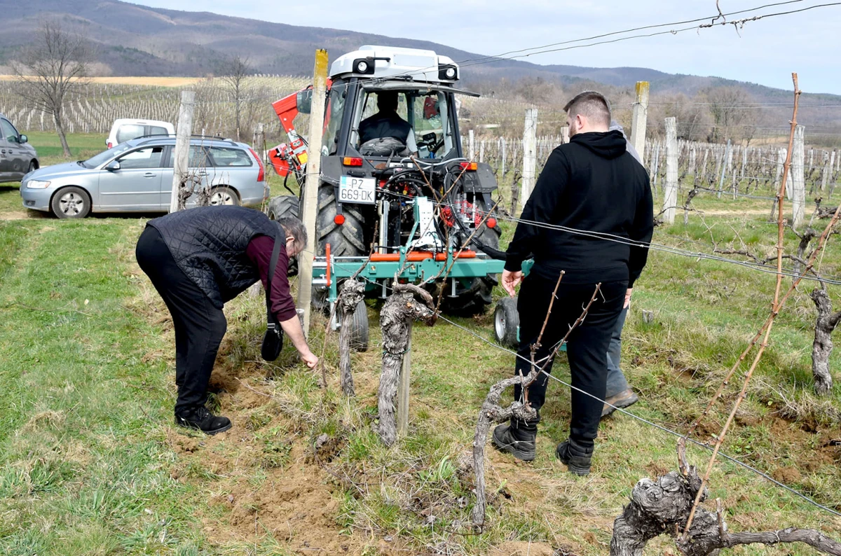 Kad nema radnika, stižu strojevi: Vinarija Perak modernizacijom čuva budućnost graševine 
