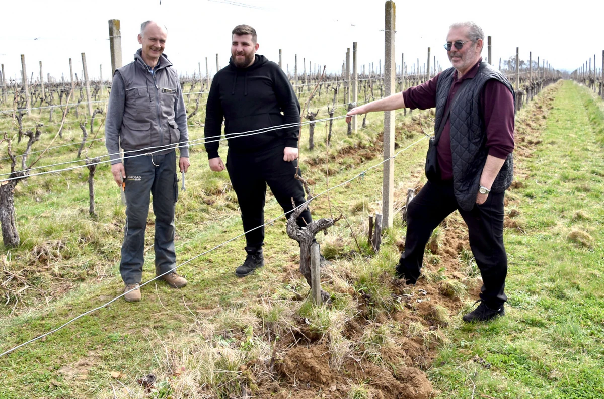 Kad nema radnika, stižu strojevi: Vinarija Perak modernizacijom čuva budućnost graševine 