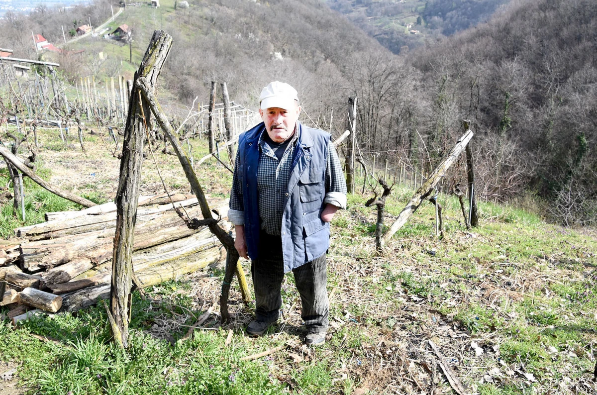 Veselje u sjeni oproštaja od vinograda