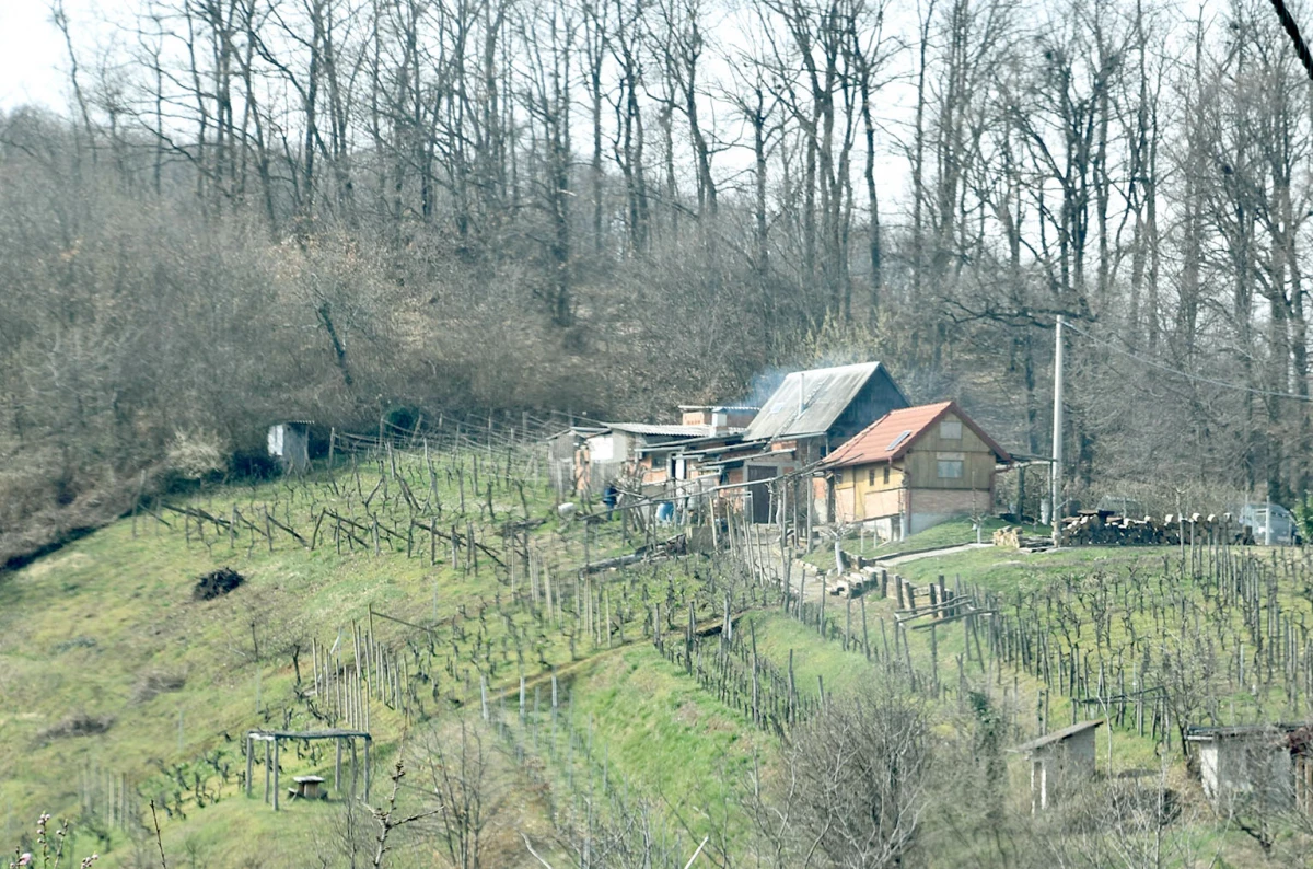 Veselje u sjeni oproštaja od vinograda