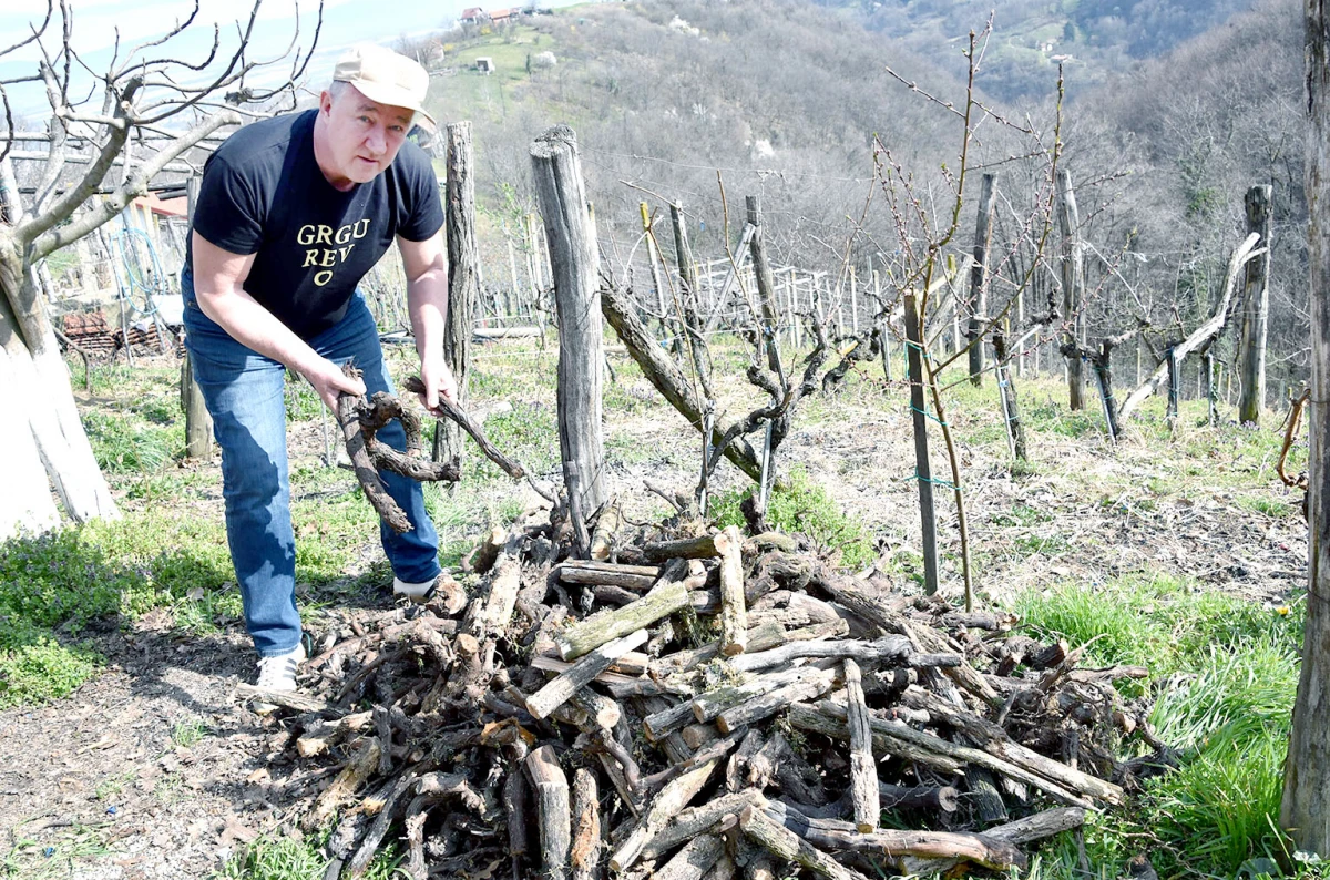 Veselje u sjeni oproštaja od vinograda