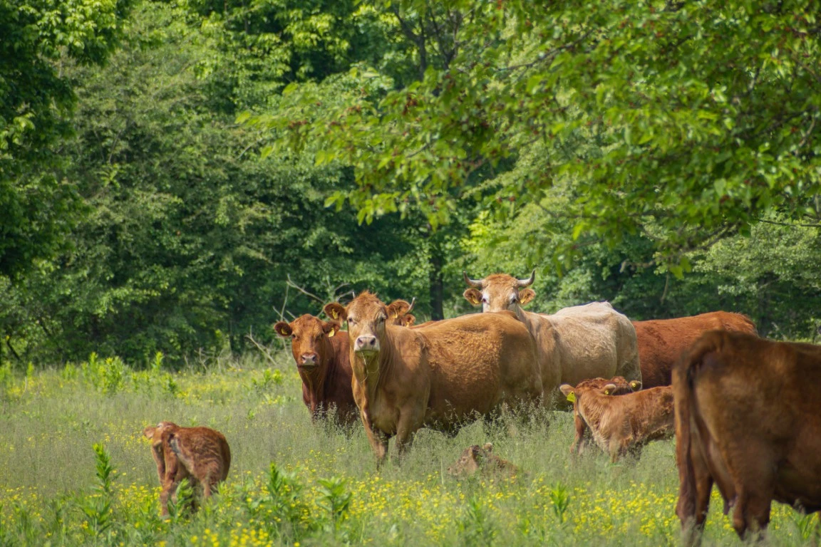 Druga mesnica: Poljo-Davor u rekordnom vremenu otvara još jednu mesnicu
