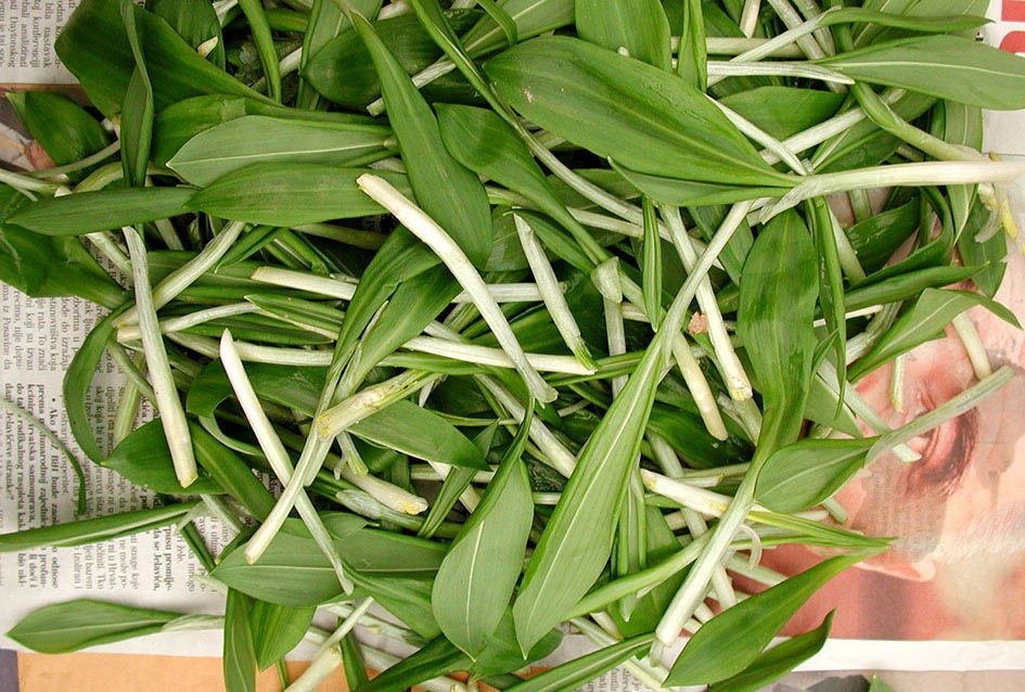 Šumski dragulj na tanjuru: Srimuš je moćni čuvar zdravlja kojeg obožavaju i gurmani