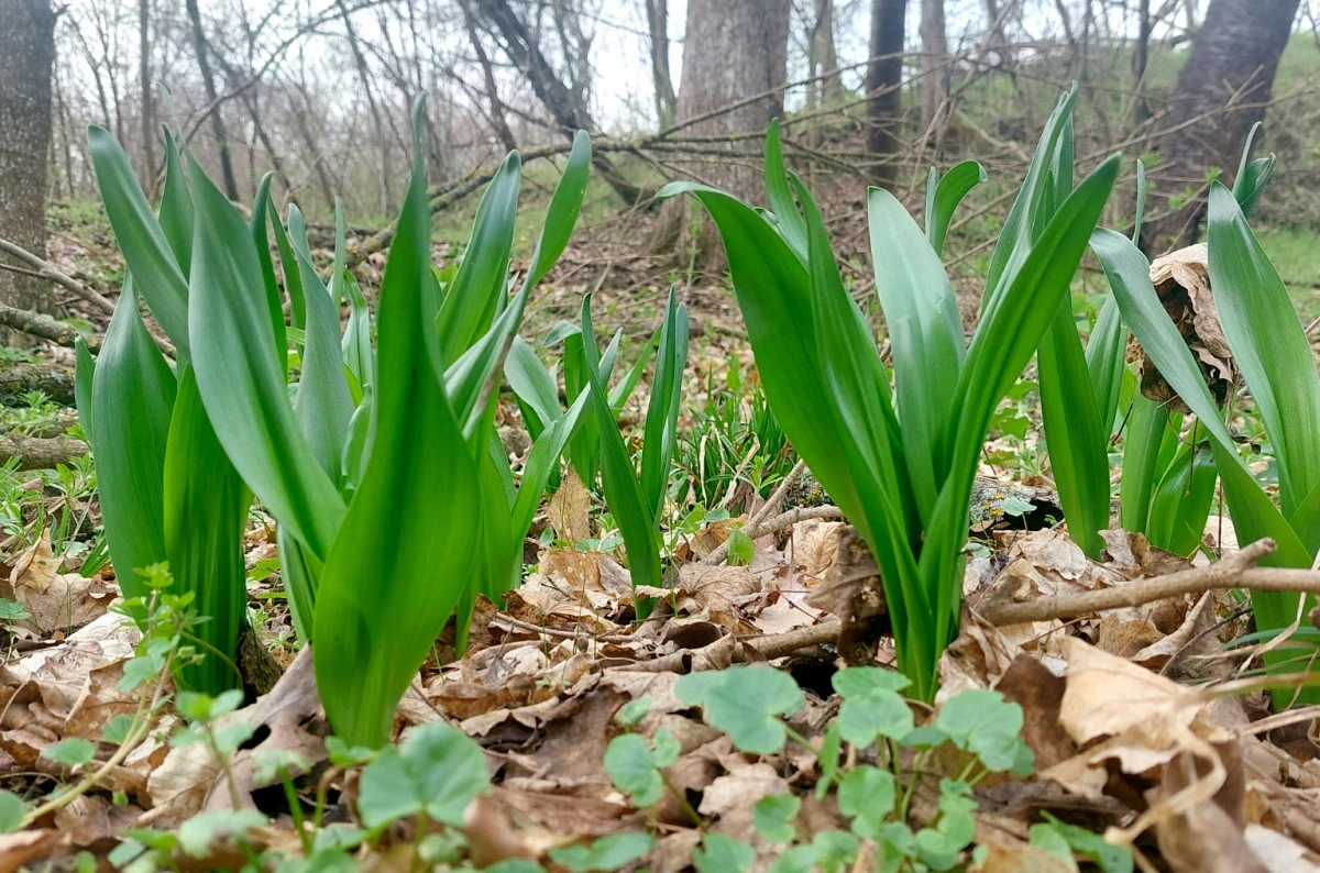 Šumski dragulj na tanjuru: Srimuš je moćni čuvar zdravlja kojeg obožavaju i gurmani