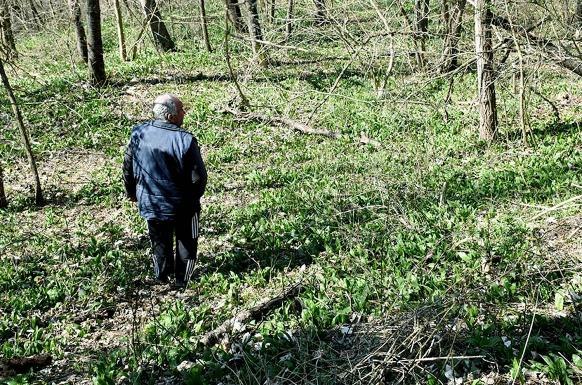 Šumski dragulj na tanjuru: Srimuš je moćni čuvar zdravlja kojeg obožavaju i gurmani