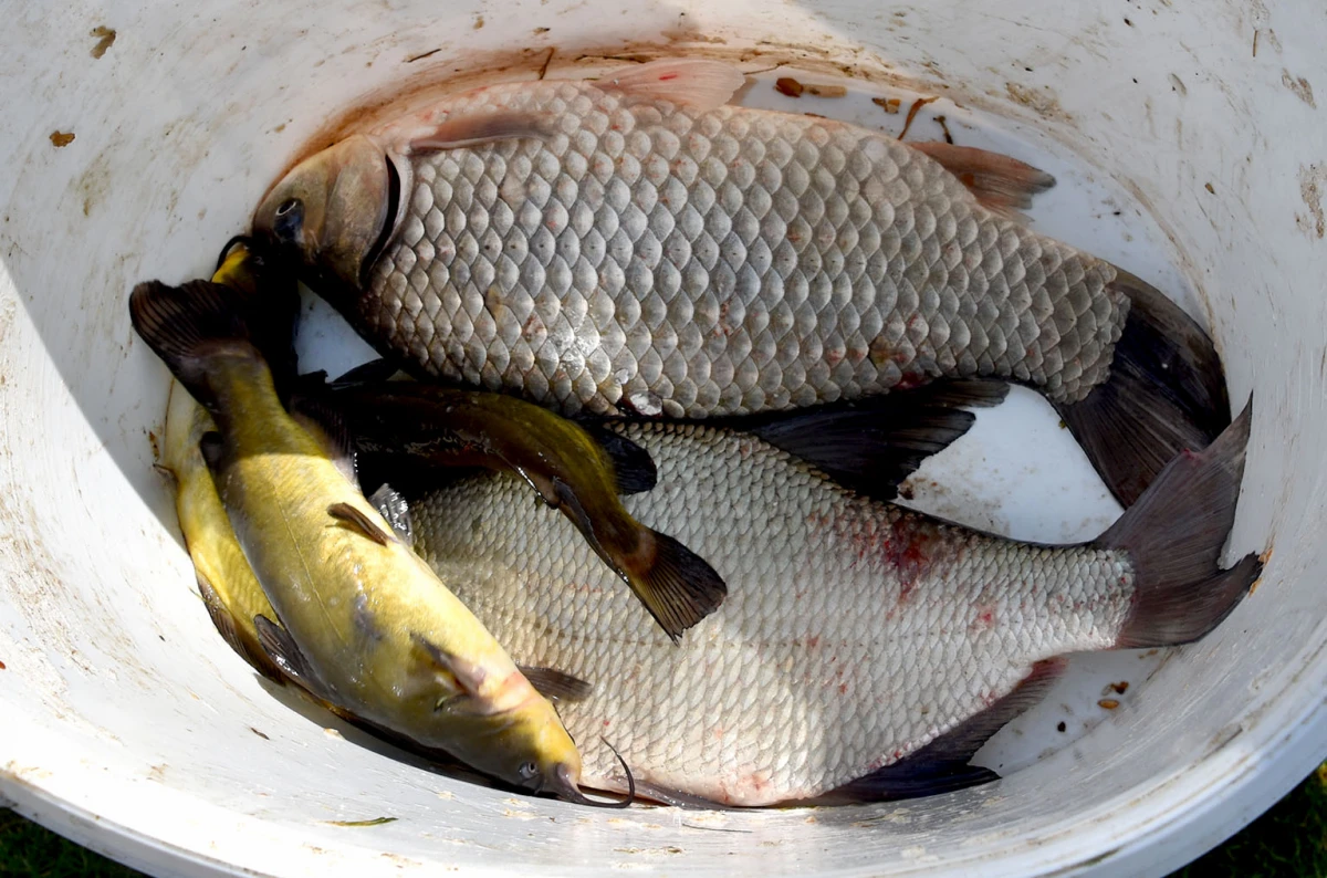 Ribiči uživali u Eminovcima: Mario Dobiš najuspješniji na društvenom natjecanju ŠRU ’Šaran’