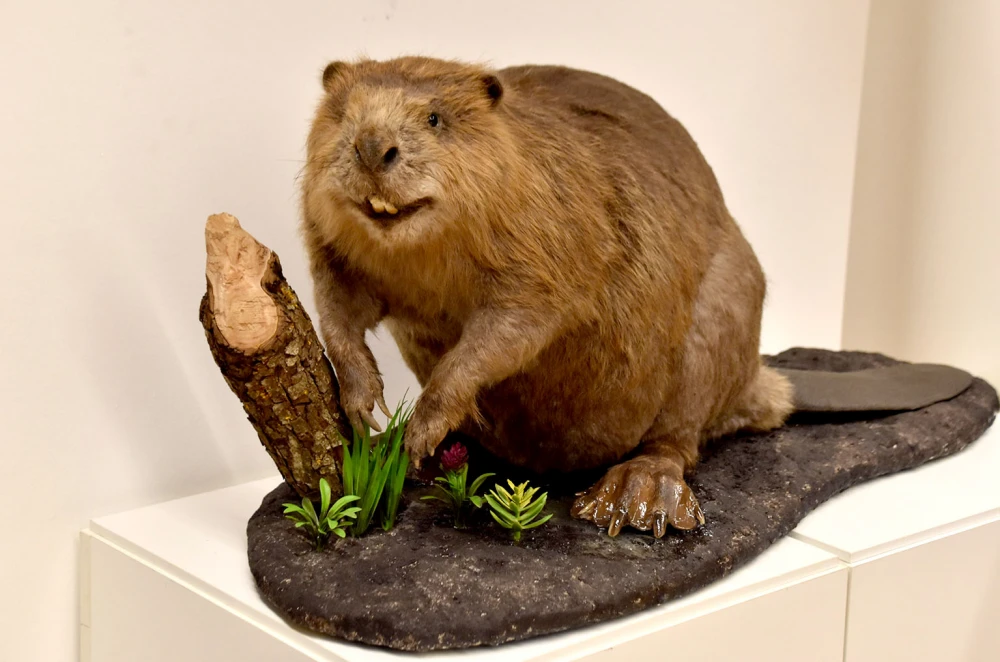 Dabar kao čuvar prirode: Izložba koja podsjeća na važnost očuvanja okoliša