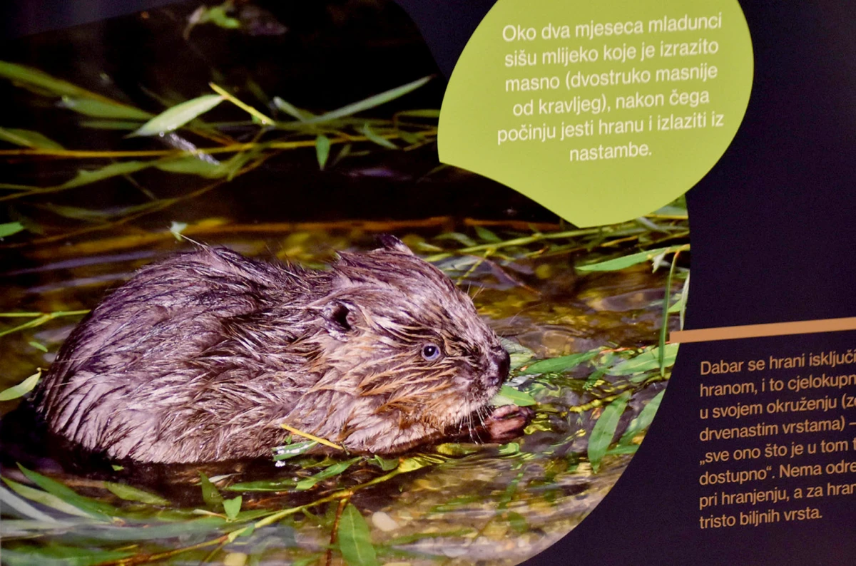 Dabar kao čuvar prirode: Izložba koja podsjeća na važnost očuvanja okoliša