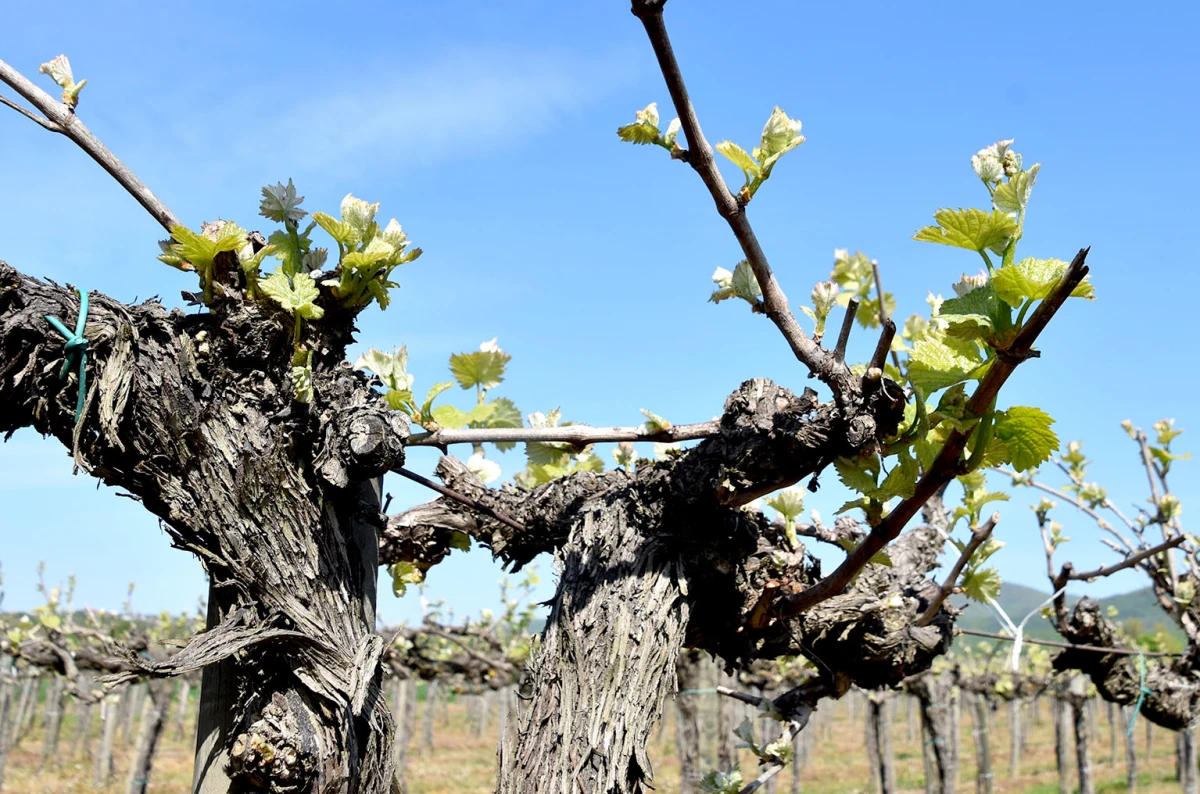 Vinogradari započeli zaštitu: Pravovremena reakcija ključ uspjeha sezone