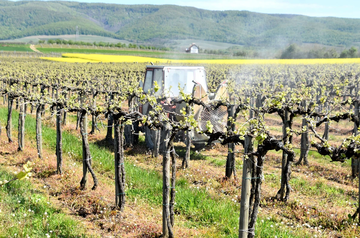 Vinogradari započeli zaštitu: Pravovremena reakcija ključ uspjeha sezone
