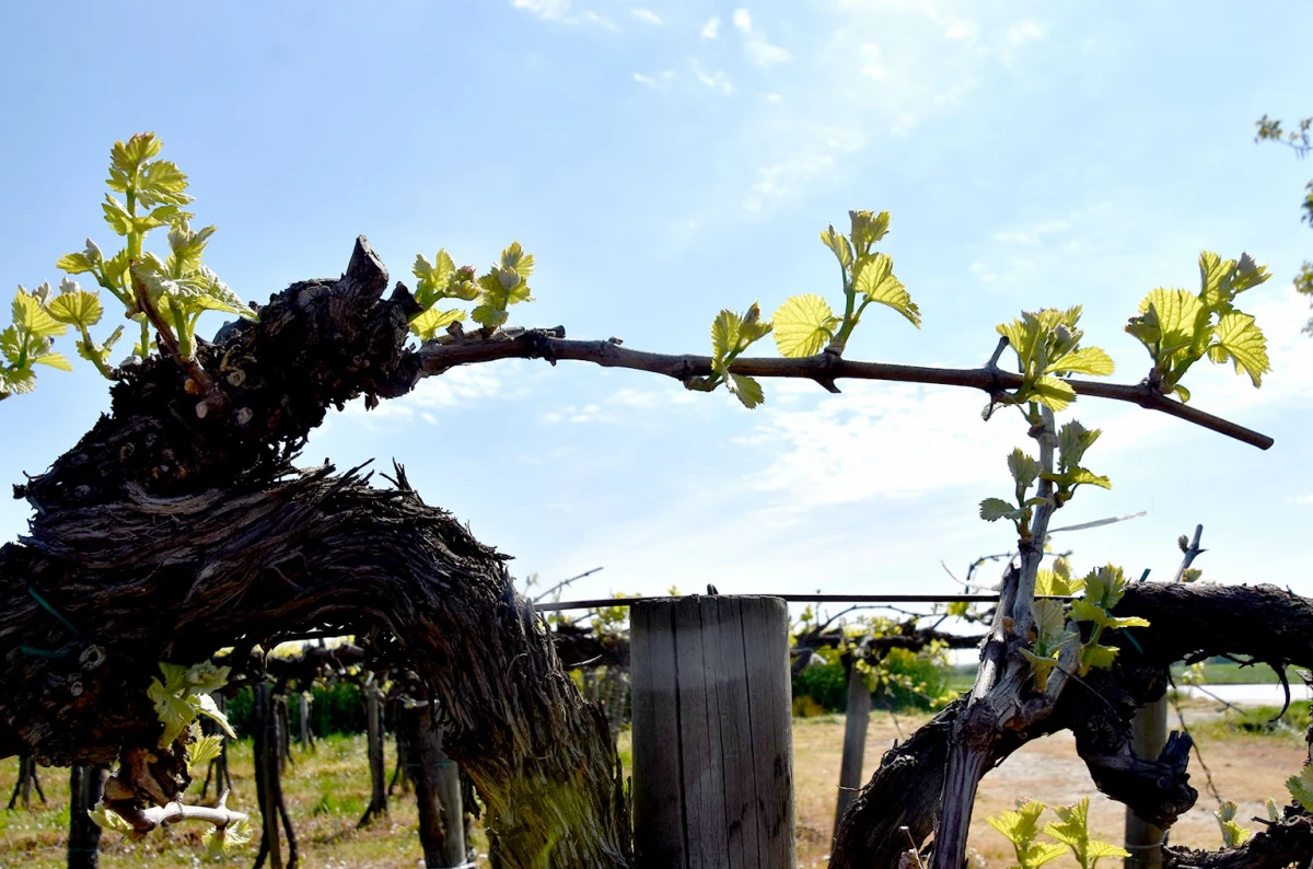 Vinogradari započeli zaštitu: Pravovremena reakcija ključ uspjeha sezone