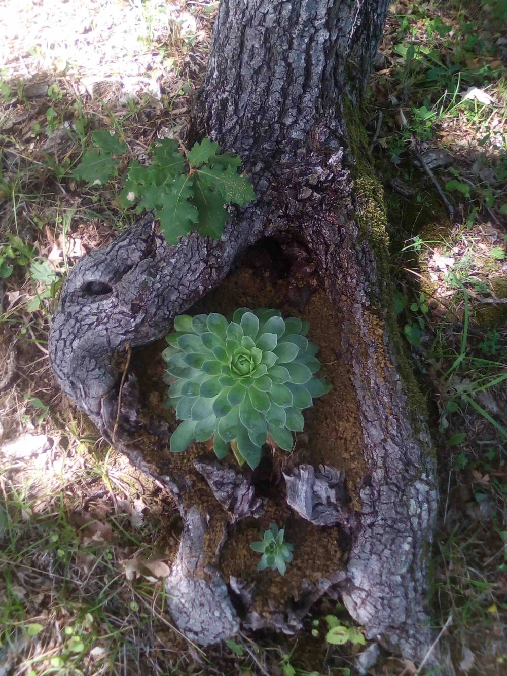 Jugozapadni obronci Dilj gore su otkriće za planinare