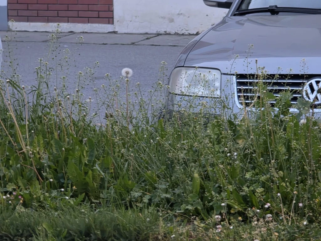 Direktorica gradskog poduzeća prima gotovo 3.200 eura plaće, a Požega zarasta u travu!