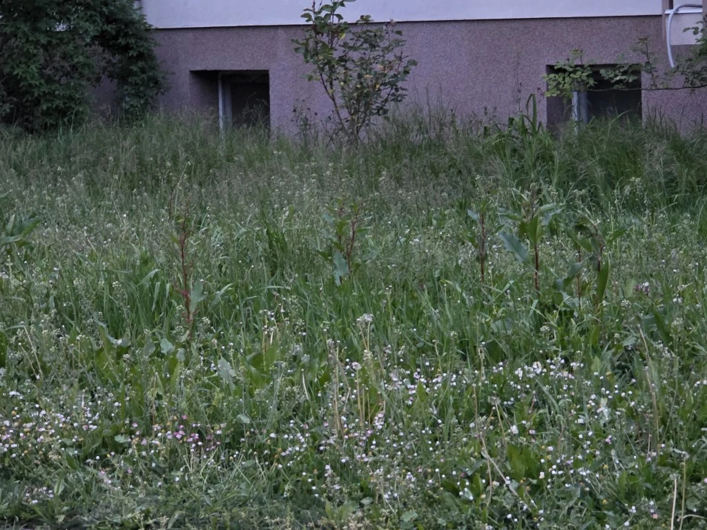 Direktorica gradskog poduzeća prima gotovo 3.200 eura plaće, a Požega zarasta u travu!