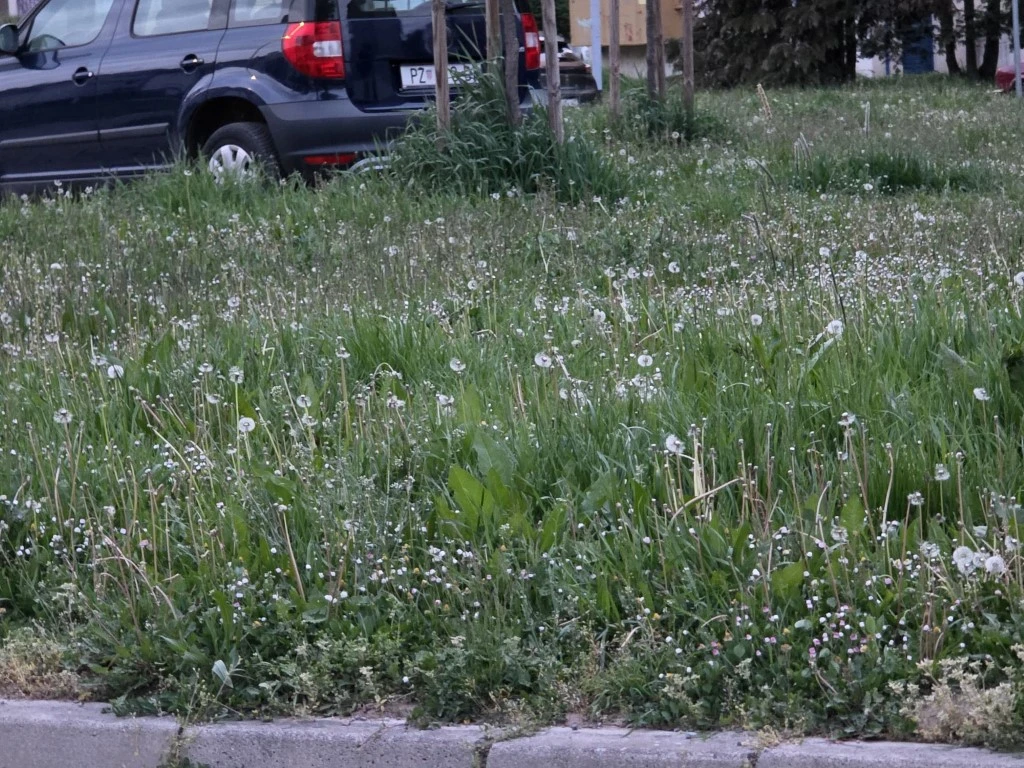 Direktorica gradskog poduzeća prima gotovo 3.200 eura plaće, a Požega zarasta u travu!