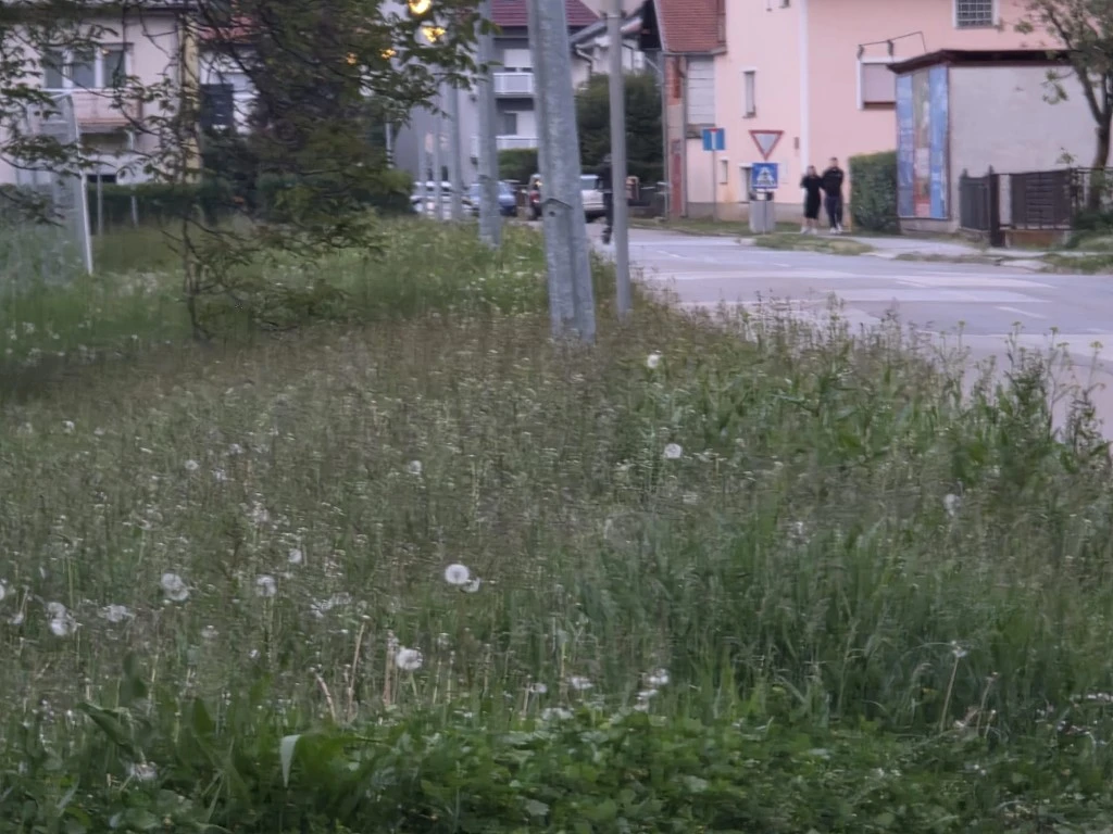 Direktorica gradskog poduzeća prima gotovo 3.200 eura plaće, a Požega zarasta u travu!