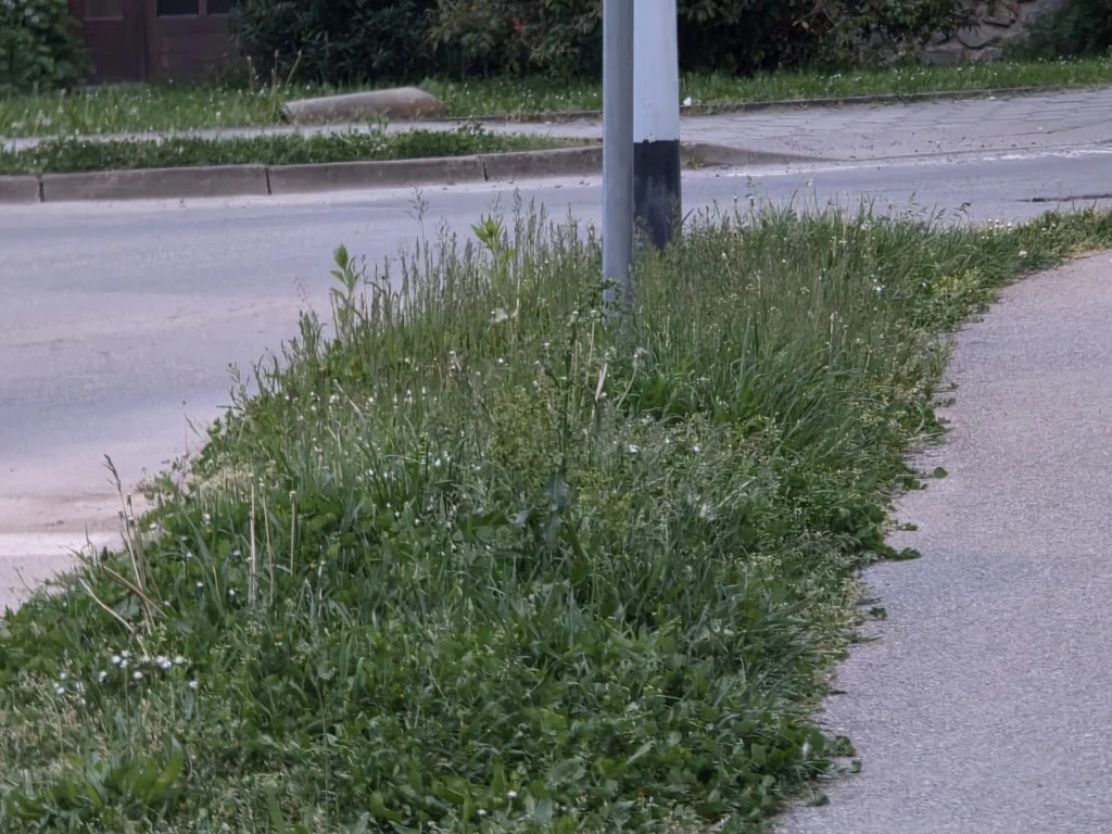 Direktorica gradskog poduzeća prima gotovo 3.200 eura plaće, a Požega zarasta u travu!