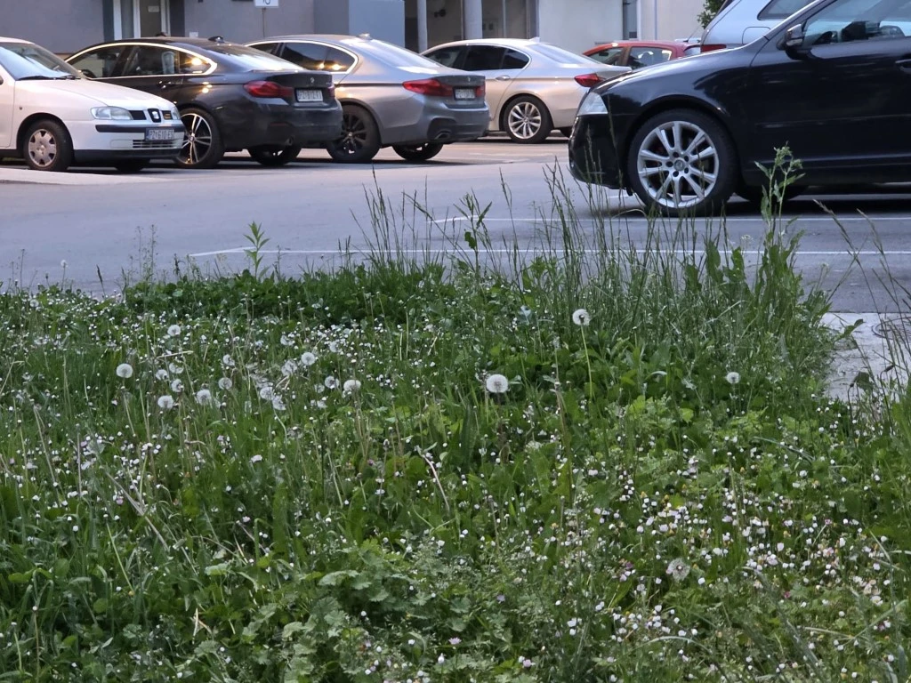 Direktorica gradskog poduzeća prima gotovo 3.200 eura plaće, a Požega zarasta u travu!