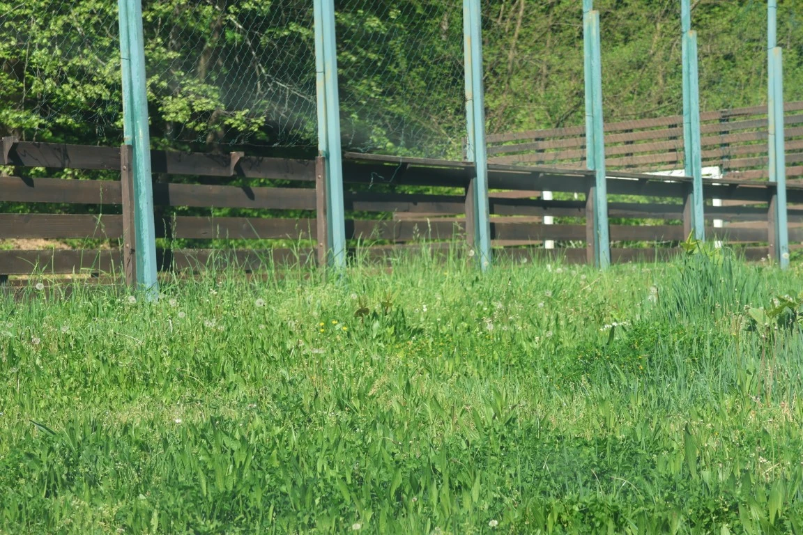 Direktorica gradskog poduzeća prima gotovo 3.200 eura plaće, a Požega zarasta u travu!