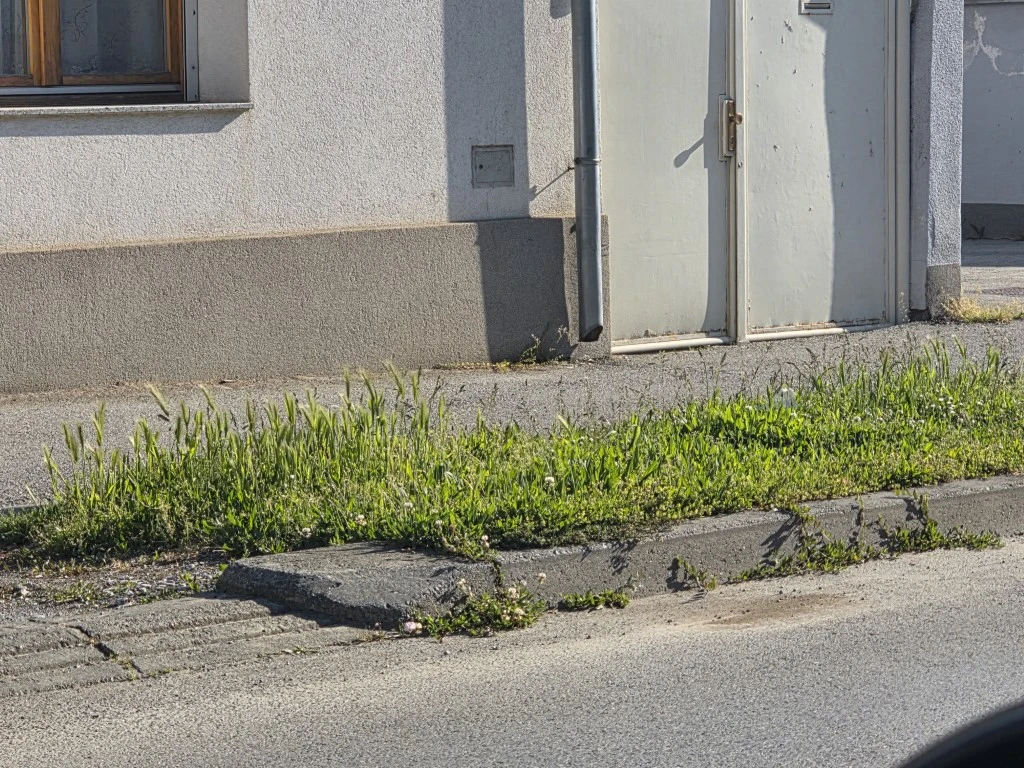 Nepokošena Dubrovačka ulica dočekuje tisuće mladih – slika koja ne priliči Požegi