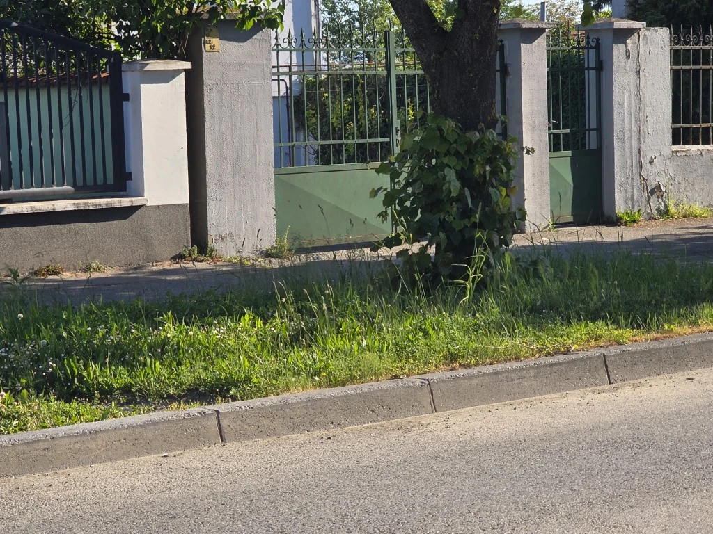 Nepokošena Dubrovačka ulica dočekuje tisuće mladih – slika koja ne priliči Požegi