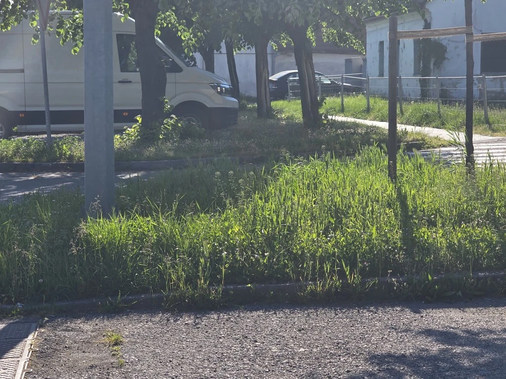 Nepokošena Dubrovačka ulica dočekuje tisuće mladih – slika koja ne priliči Požegi
