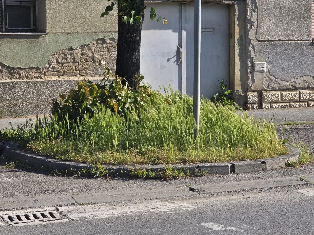 Nepokošena Dubrovačka ulica dočekuje tisuće mladih – slika koja ne priliči Požegi