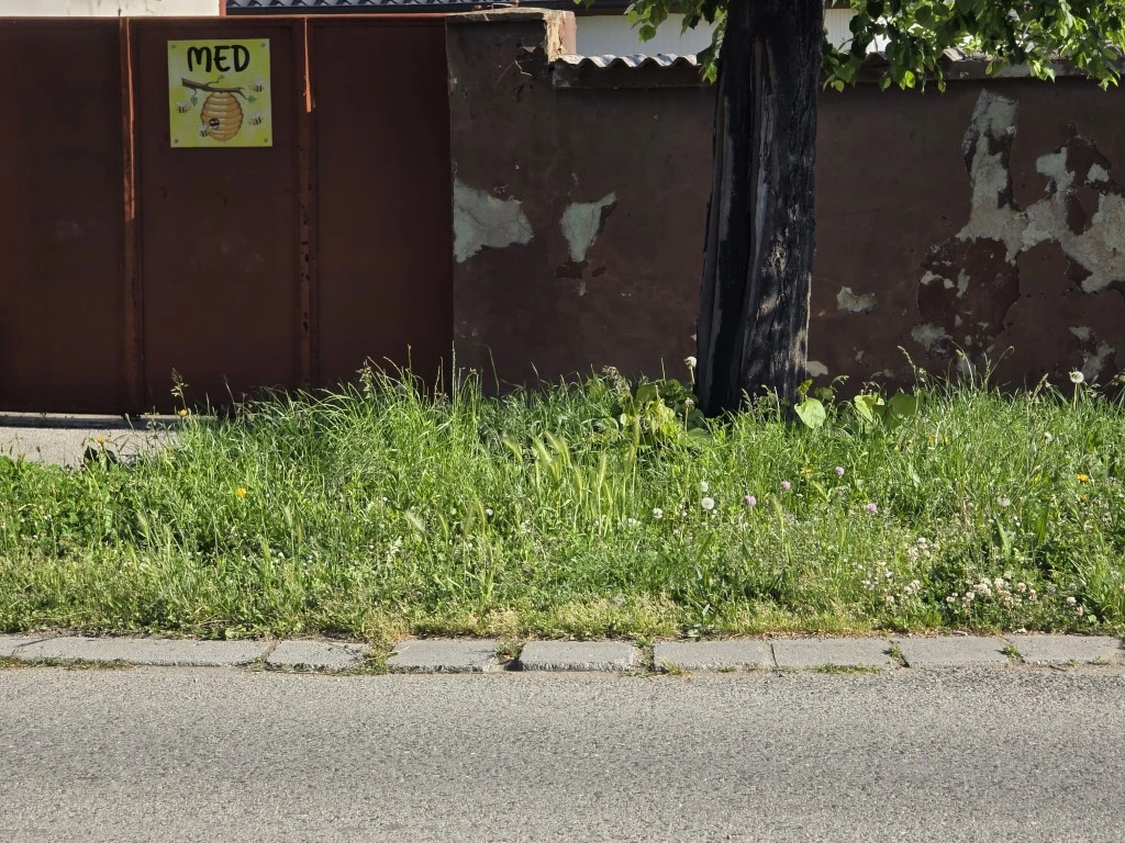 Nepokošena Dubrovačka ulica dočekuje tisuće mladih – slika koja ne priliči Požegi