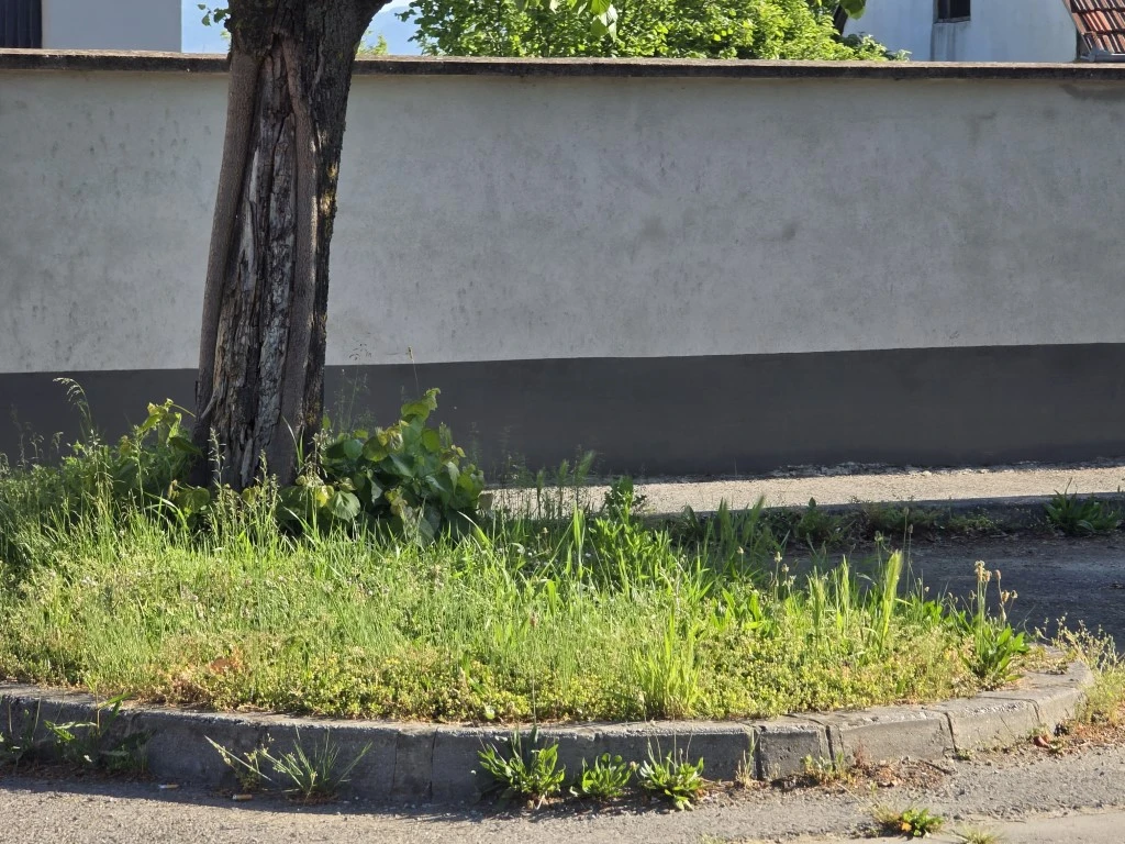 Nepokošena Dubrovačka ulica dočekuje tisuće mladih – slika koja ne priliči Požegi