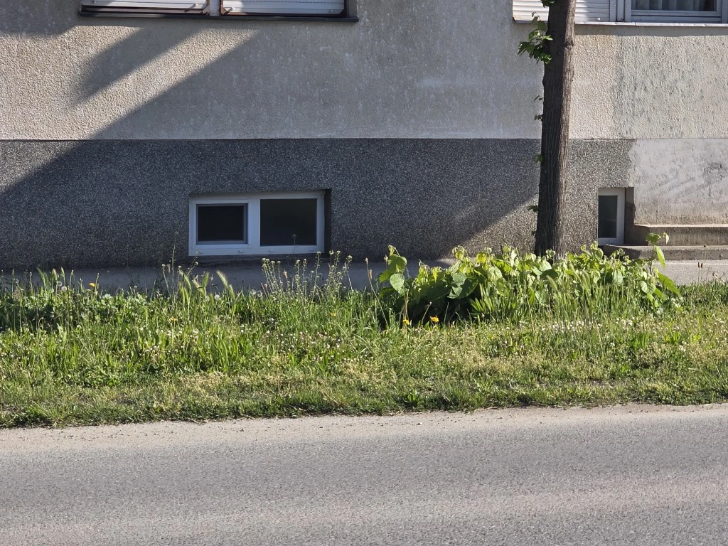 Nepokošena Dubrovačka ulica dočekuje tisuće mladih – slika koja ne priliči Požegi