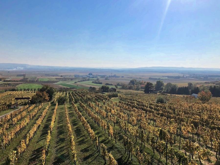 Branko Mihalj definitivno spada među četiri najbolja vinara u Kutjevu