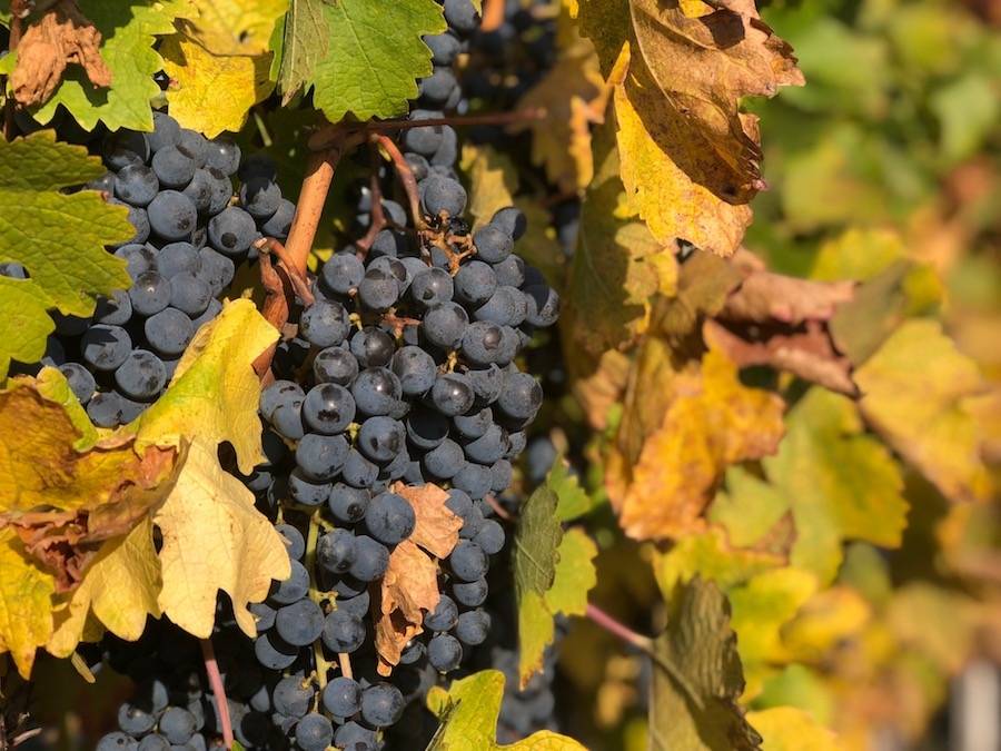 Branko Mihalj definitivno spada među četiri najbolja vinara u Kutjevu