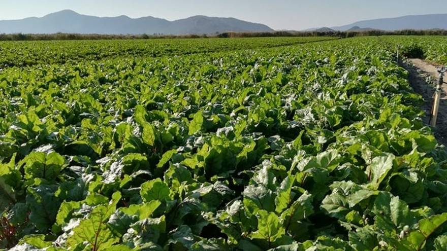 Vremenske prilike pogodovale uzgoju. Cikla isplativija od mandarina?