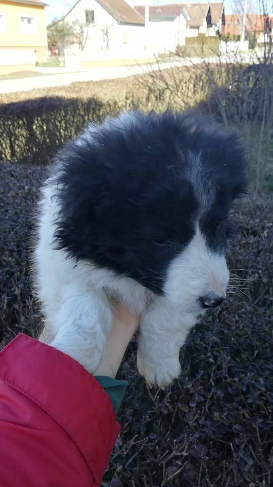 Udruga za zaštitu životinja Sirius Požega poziva na pomoć 
