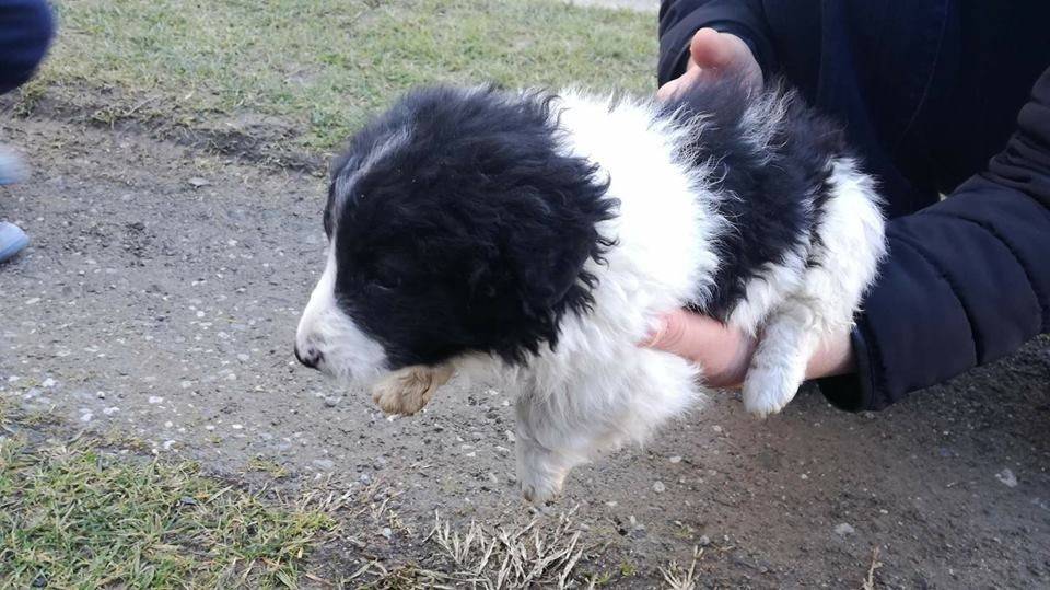 Udruga za zaštitu životinja Sirius Požega poziva na pomoć 