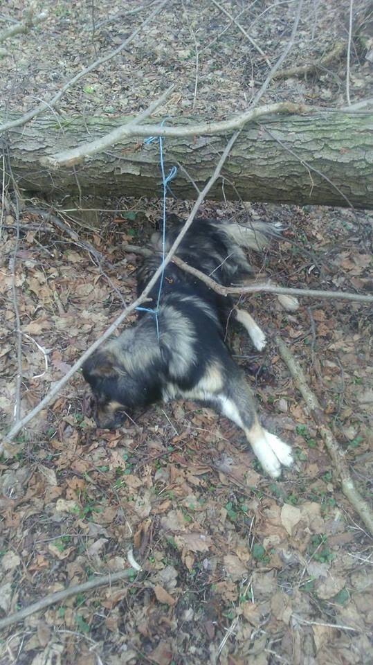 Zavezali pse za stablo i ubili ih