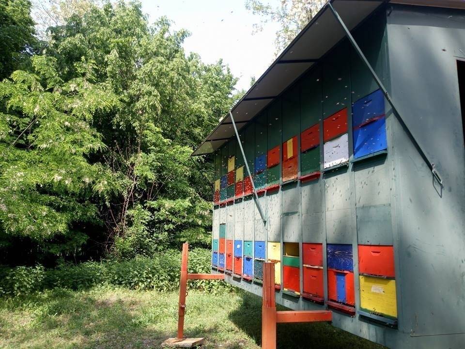 Čokomed - čokoladni med obitelji Krivačić iz Zlatne doline