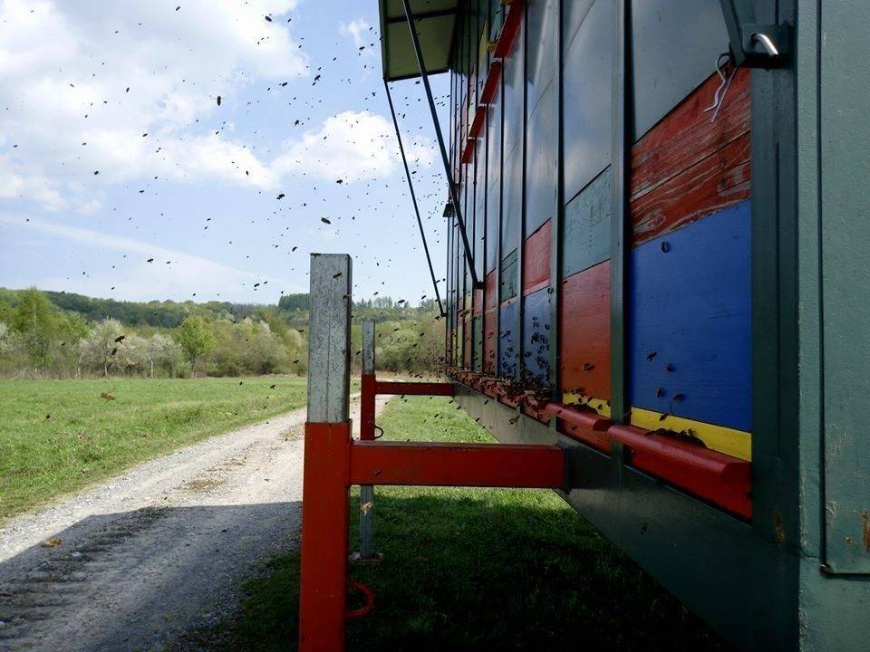 Čokomed - čokoladni med obitelji Krivačić iz Zlatne doline