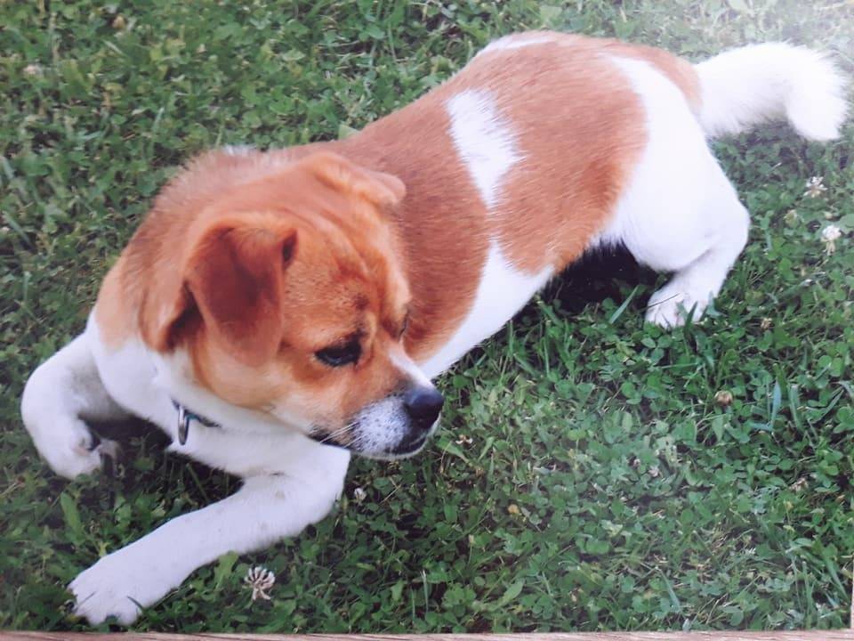 Traži se Šarko koji je nestao u nedjelju