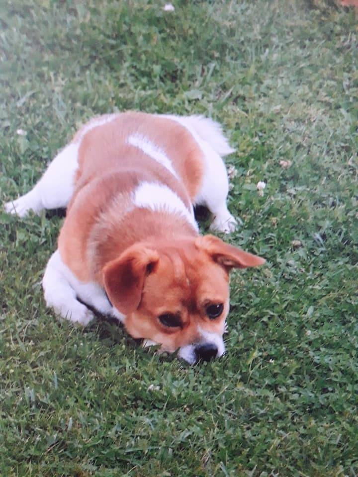 Traži se Šarko koji je nestao u nedjelju