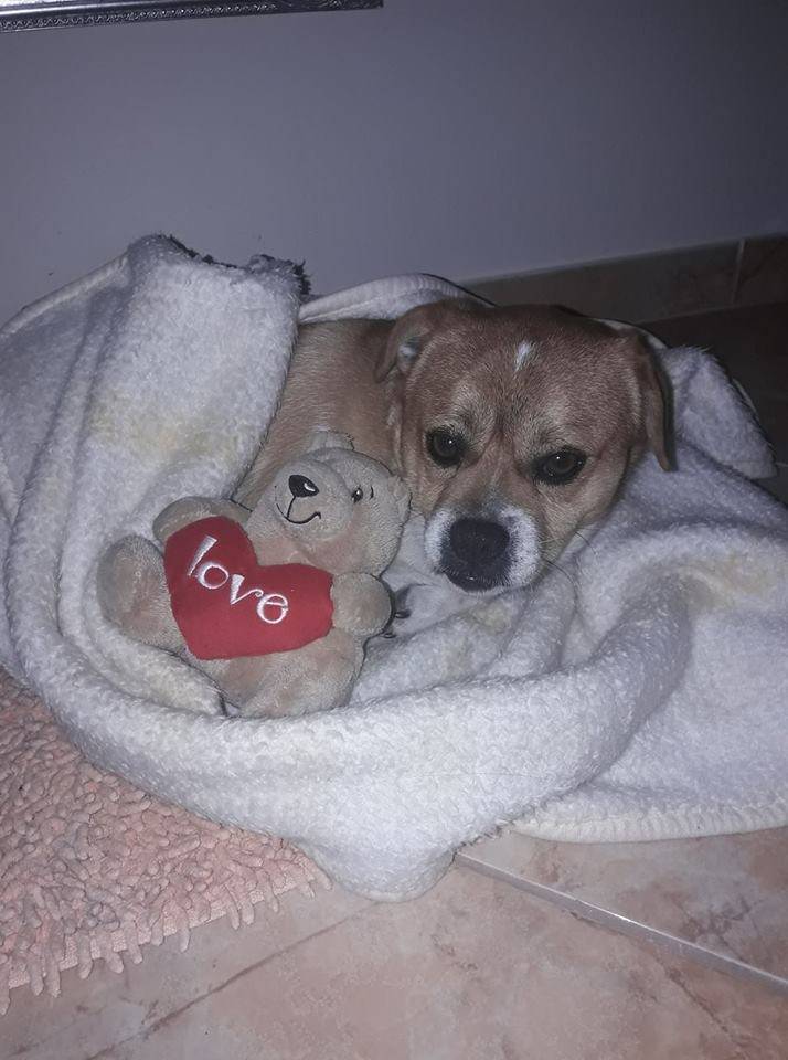 Traži se Šarko koji je nestao u nedjelju