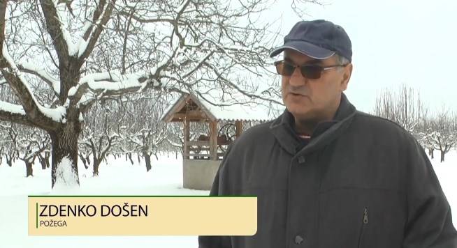 Zdenko Došen iz Požege o uzgoju konzumne šljive